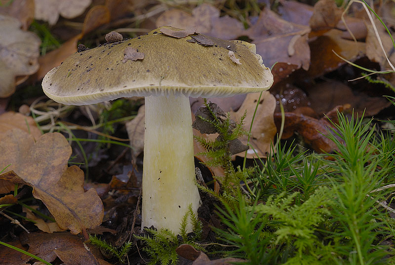 Tricholoma sejunctum
